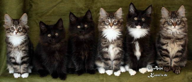 Belana, Bayana, Benita, Brianna, Bogart & Belmondo