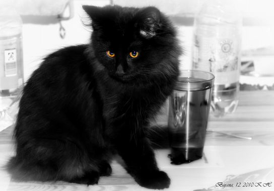 copyright: Klaus & Diana