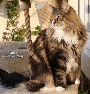 copyright: Karin Ortiz