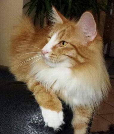 copyright: Cattery von Adeloga