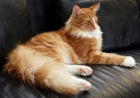 copyright: Cattery von Adeloga