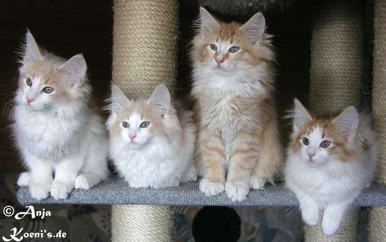 Chica, Chiandra, Caruso und Camira