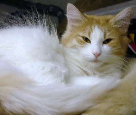 copyright: Cattery "von Nebra"
