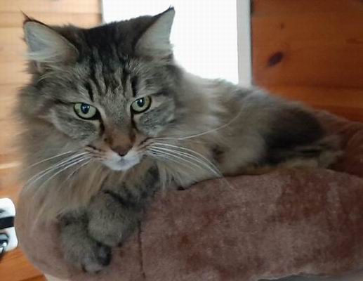 copyright: Kitty