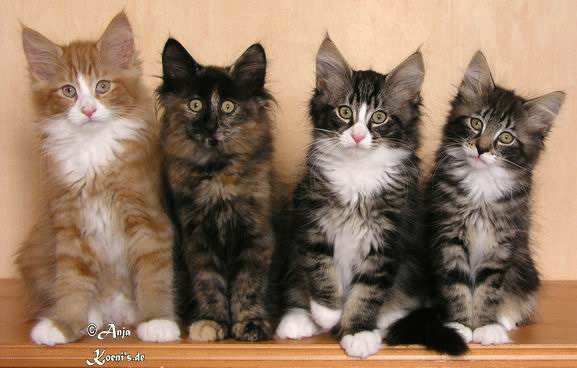 Drago, Dahlia, Dundee, Darina - 11,5 Wochen alt