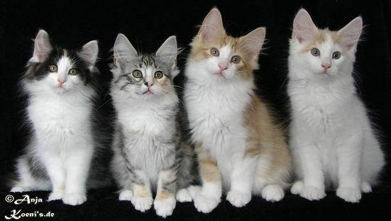 Eyleen, Emely, Einstein & Enzo - 12 Wochen alt