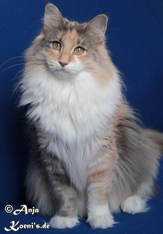 Odessa - 2 Jahre + 11,5 Monate alt