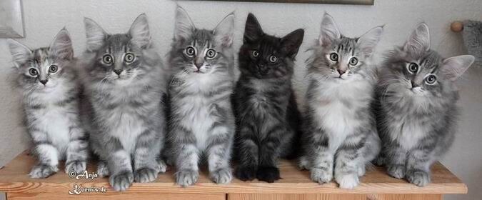 Holly, Harpo, Humphrey-Hakim, Hidalgo-Belmont, Hilde, Horatio - 11 Wochen alt
