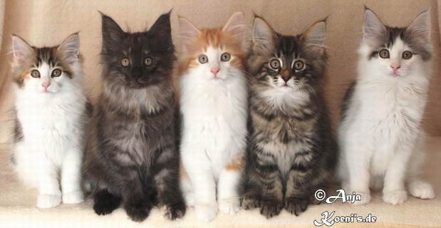 Indira, Irma, Ivo, Iska, Inga