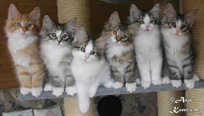 Karlsson, Kirima, Kunjara, Kylie, Kimberley, Katarina - 82 Tage alt