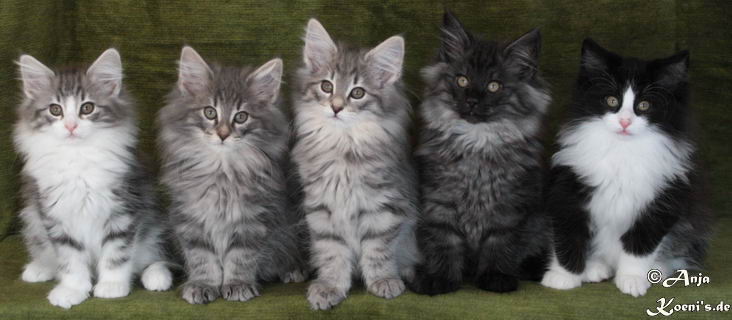 Kadisha, Karl, Kiama, Kolja & Kelly