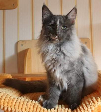 copyright: Cattery of Dandy Blue