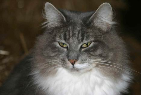 copyright: Cattery av Lisellund