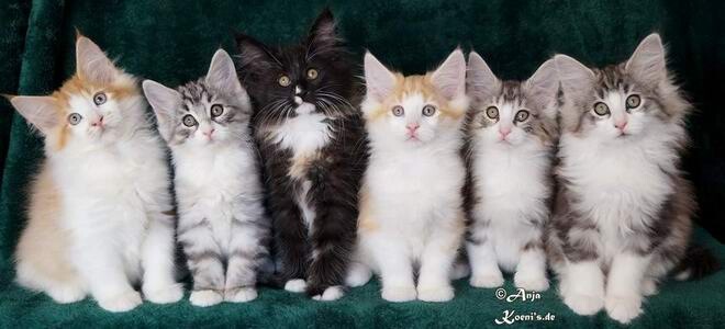 Merlot, Marlon, Marla, Marlin, Mina & Mia - 75 Tage alt