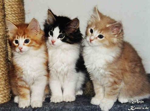 Nikita, Nietzsche & Nirwana