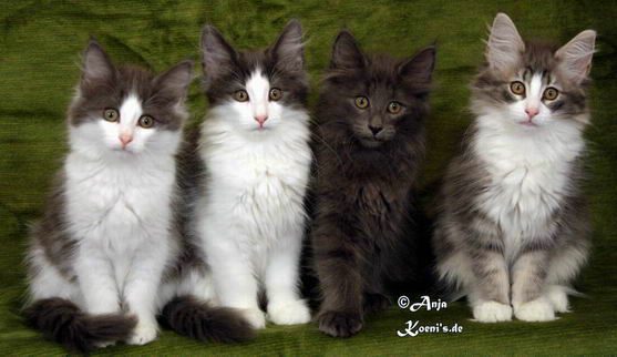 Nourani, Nele, Nanna & Nailani - 86 Tage alt