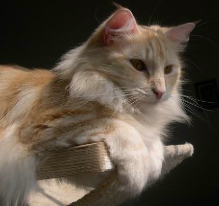 copyright: Monica Scarparo