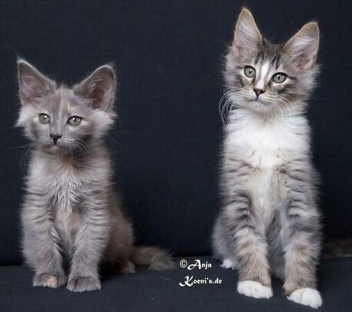 Serafina & Sam - 11 Wochen alt