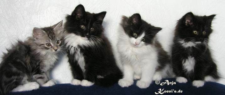 Vivien, Voltaire, Voinic, Varinia - 9,5 Wochen alt