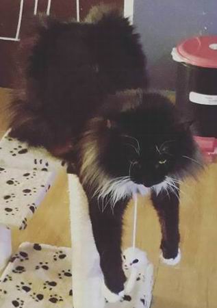 copyright: Cattery Moongazer
