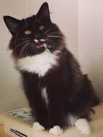 copyright: Cattery Moongazer
