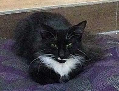 copyright: Cattery Moongazer