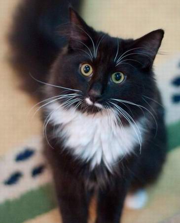 copyright: Cattery Moongazer