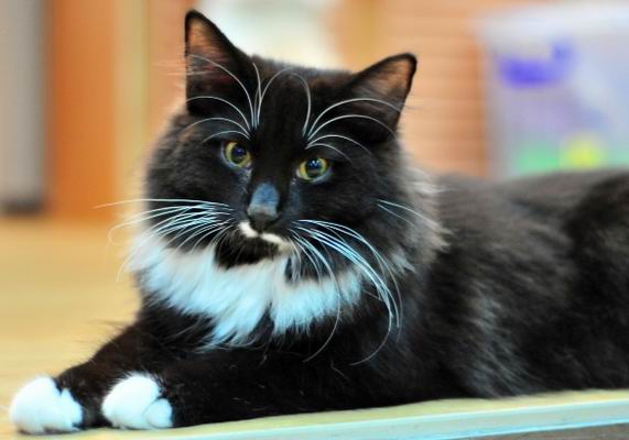 copyright: Cattery Moongazer