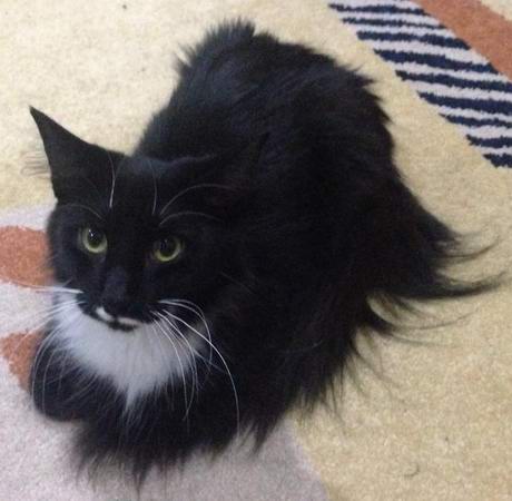 copyright: Cattery Moongazer