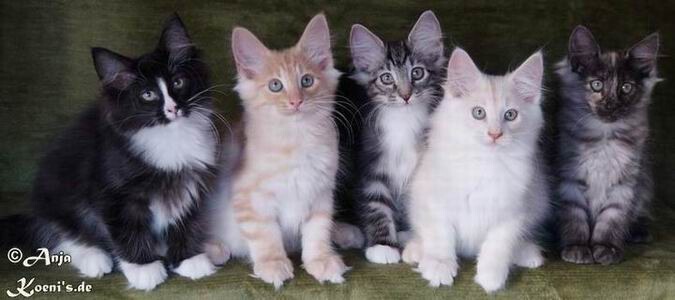 Zurito, Zippo, Zappa, Zenith & Zelia