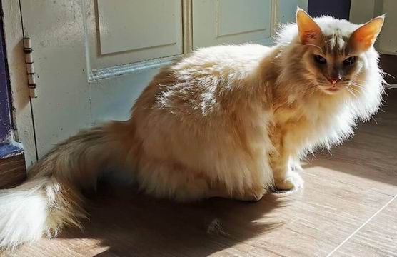 copyright: Cattery Moongazer