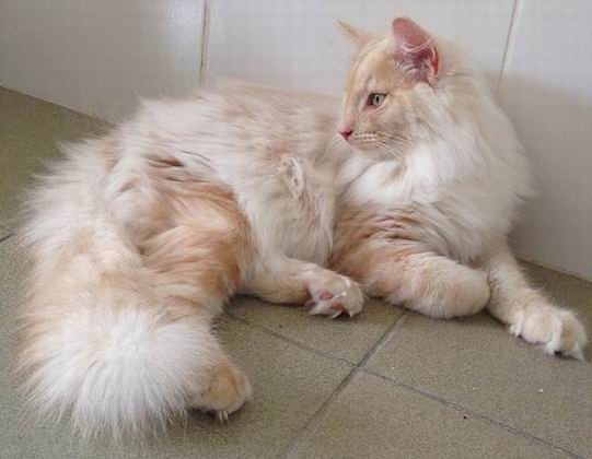 copyright: Cattery Moongazer