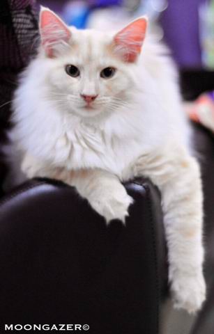 copyright: Cattery Moongazer