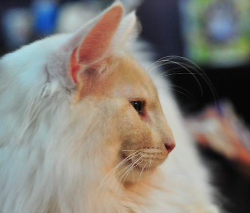 copyright: Cattery Moongazer
