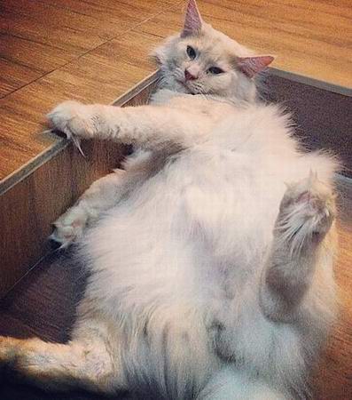copyright: Cattery Moongazer