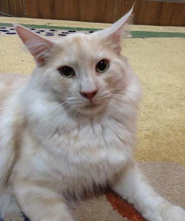 copyright: Cattery Moongazer