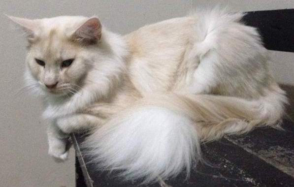 copyright: Cattery Moongazer